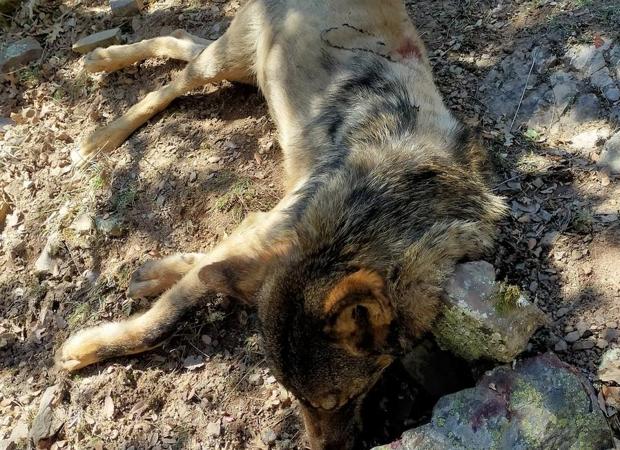 Aparece Muerto Por Disparo Un Lobo En Montenegro De Cameros Soria